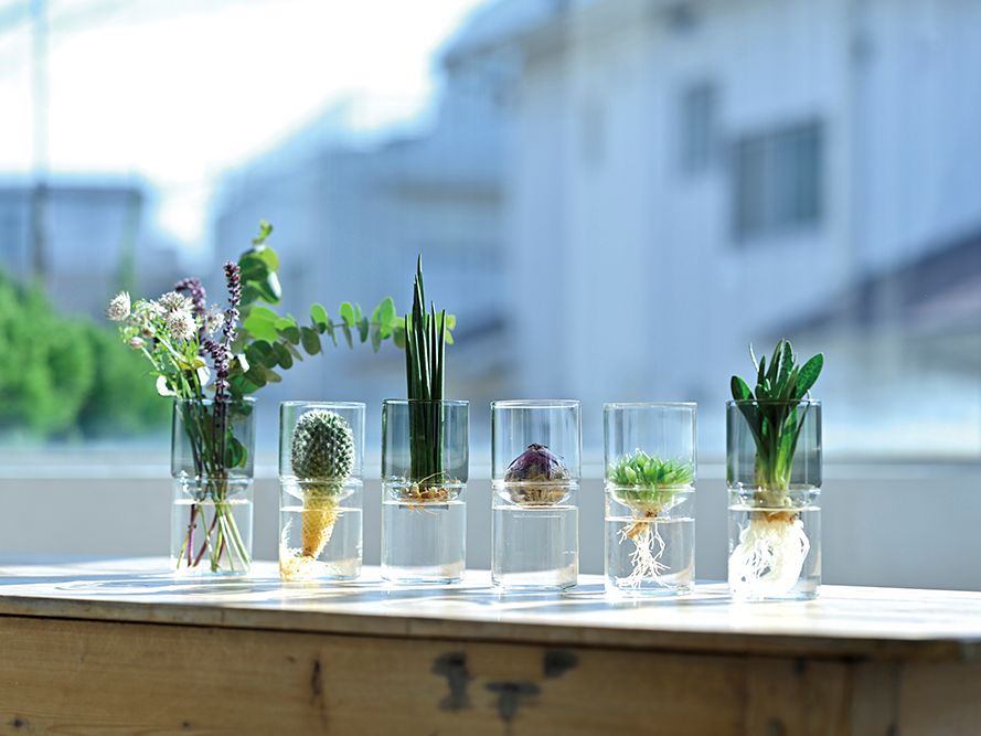 窓辺に並んだガラスの花器と球根