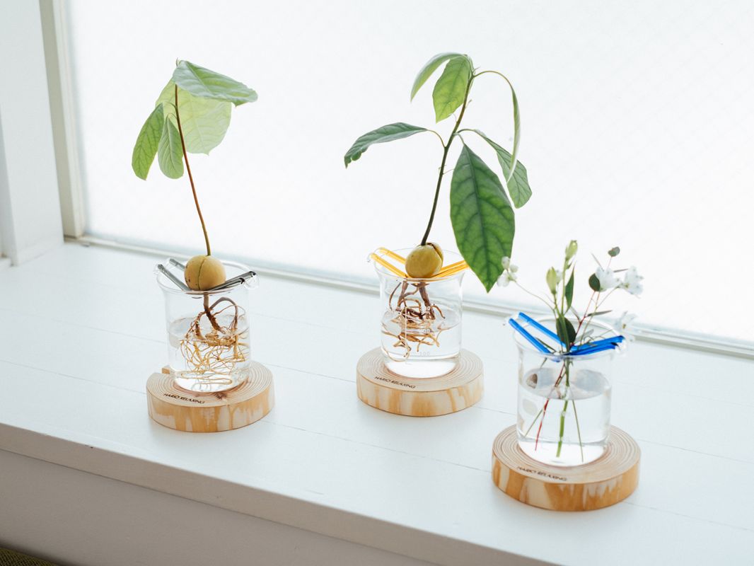 ビーカーの上のガラスハンモックで発芽するアボカド