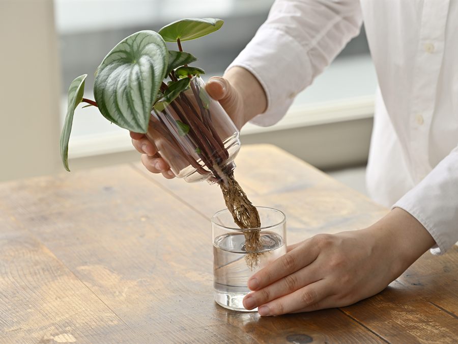 上下に分かれる花器の上パーツを、根の伸びた植物ごと持ち上げるようす