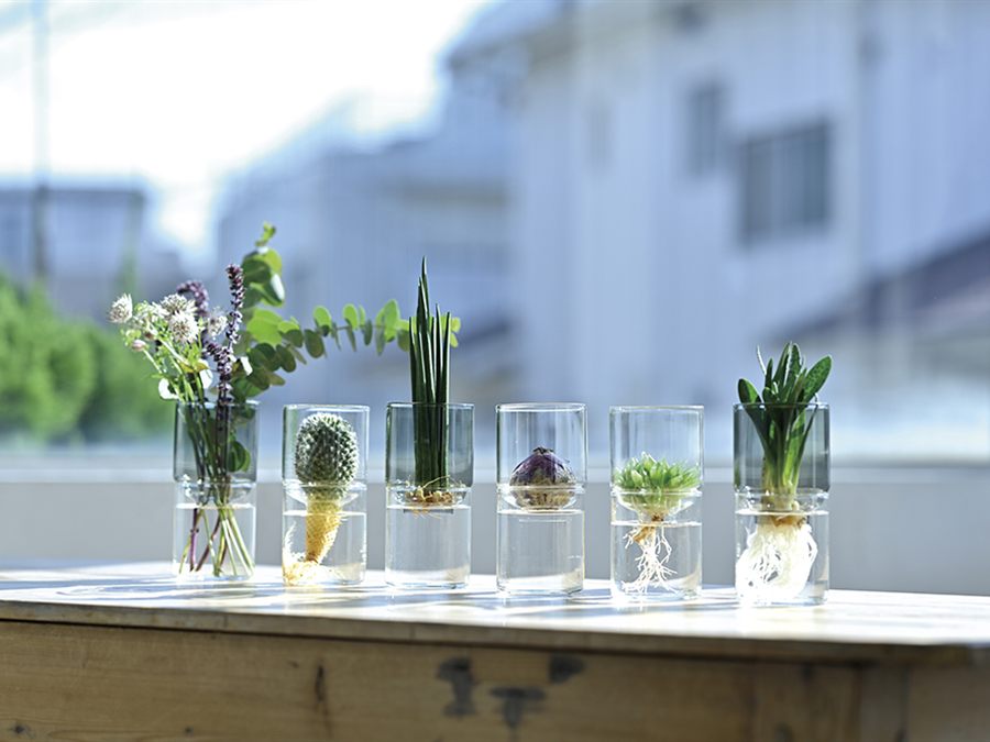 窓辺に並んだガラスの花器で水耕栽培する多肉植物や球根の根のようす