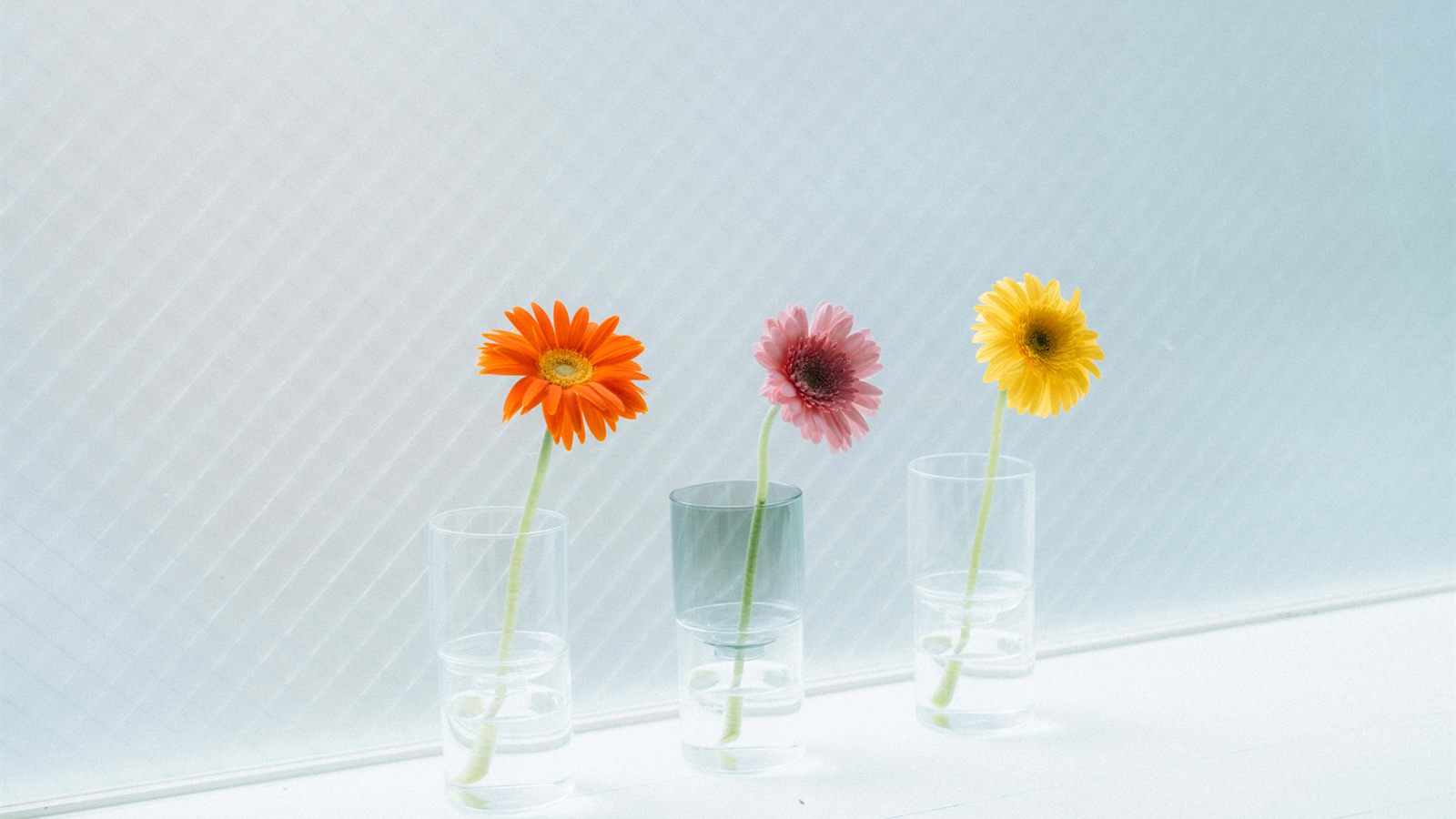 窓辺に並んだ3色のガラスの花器に一輪ずつ生けたガーベラ