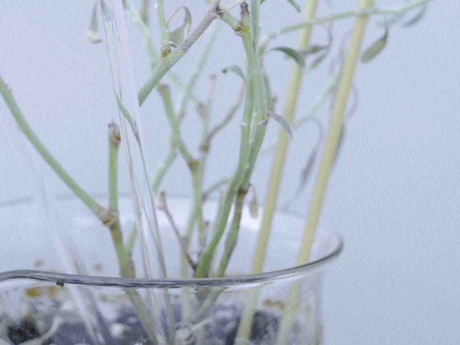 ビーカーの水耕栽培に挿したガラスの支柱が植物の茎を支えるようす