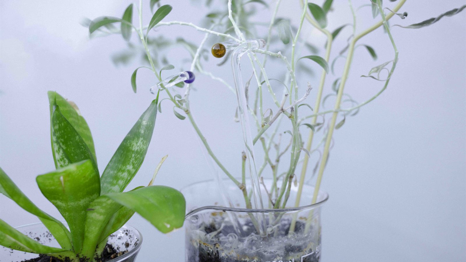 ビーカーで育てる観葉植物の茎をアンバーとブルーのガラスの支柱で支えるようす